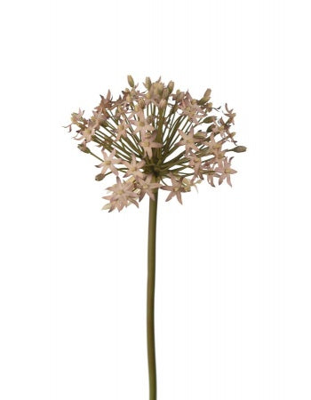 Allium kunstig blomst 50 cm lilla by PH