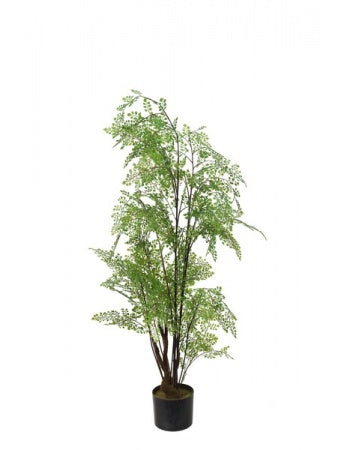 Adiantum i potte 110 cm by PH