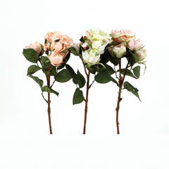 Tea rose "Brighton", 39 cm, 2 Bluten3 Knospen weig