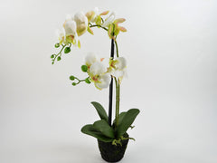 Phalaenopsis white 48cm