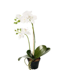 Sommerfugleorkidé 45 cm