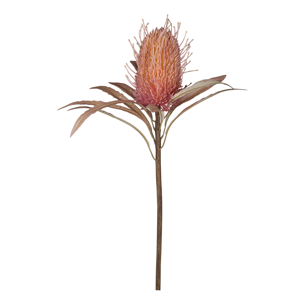 Fleur Protea Flower H60 cm old rose