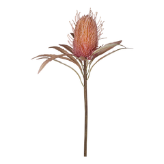 Fleur Protea Flower H60 cm old rose