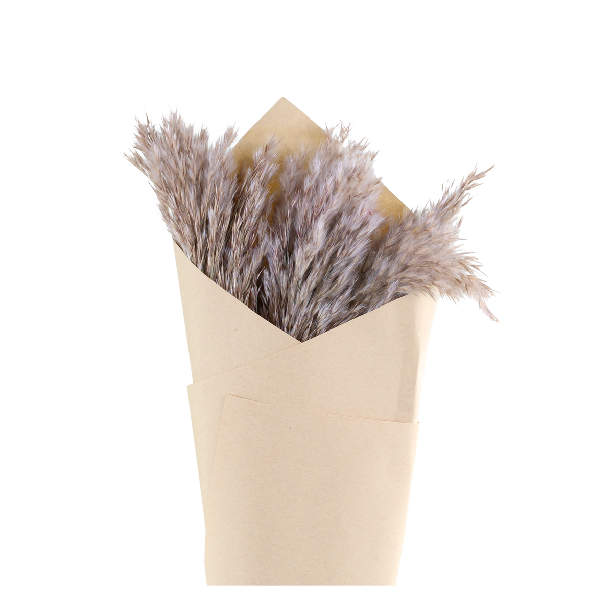 Fleur dried Pampas Grass H75 cm nature in brown paper