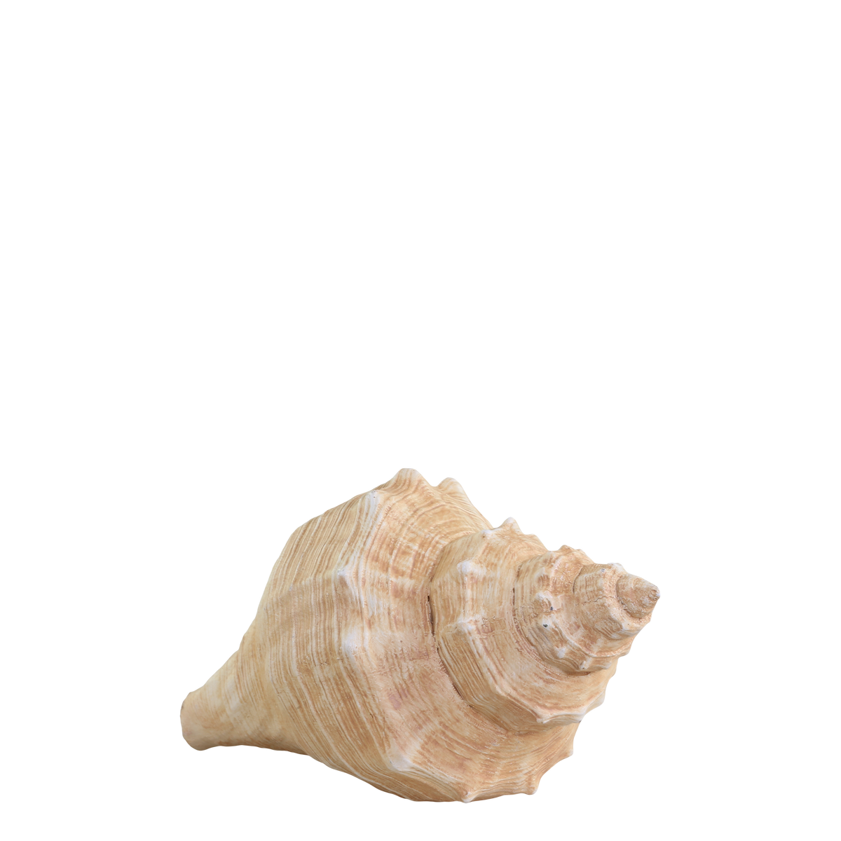 Conch H8.5/L14/W7.5 cm antique nature