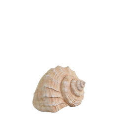 Conch H10.5/L13.5/W8.5 cm antique nature