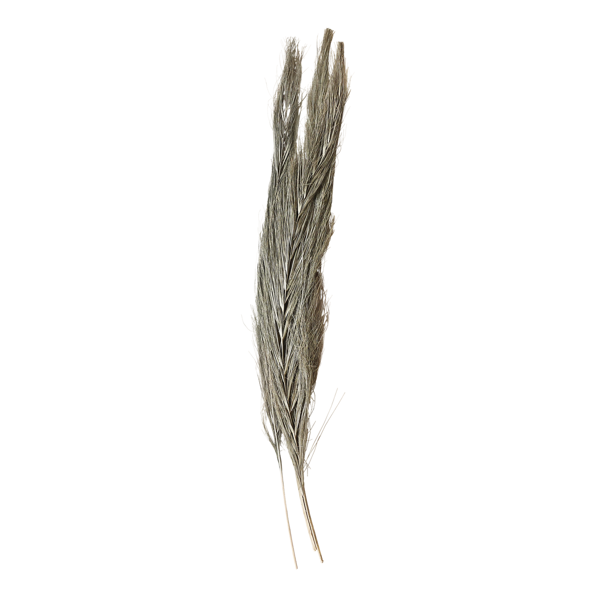 Fleur dried Grass H100 cm nature