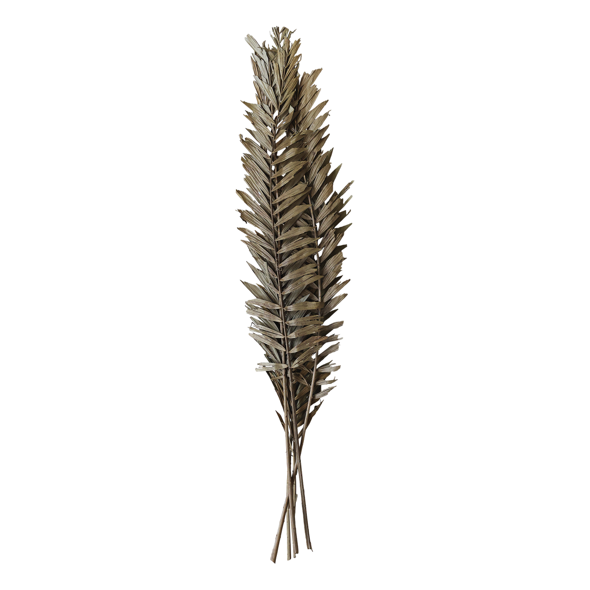 Fleur dried Leaves H75 cm nature