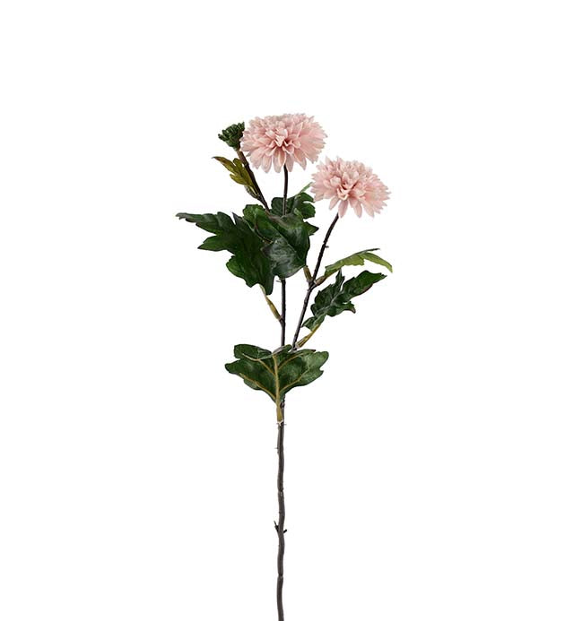 Rosa Chrysanthemum, H53 cm