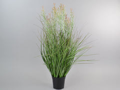 Onion grass x11 in black pot 63cm green-cream