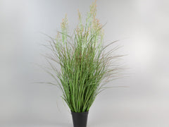 Onion grass x15 in black pot 89cm green-cream