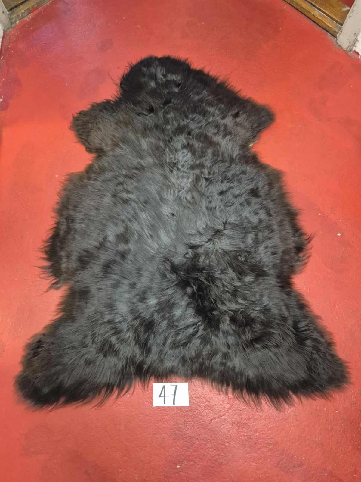Xl Svensk Brun 47