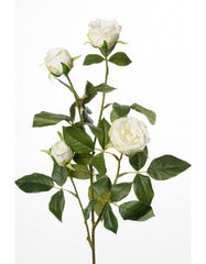 Rose 60 cm. white