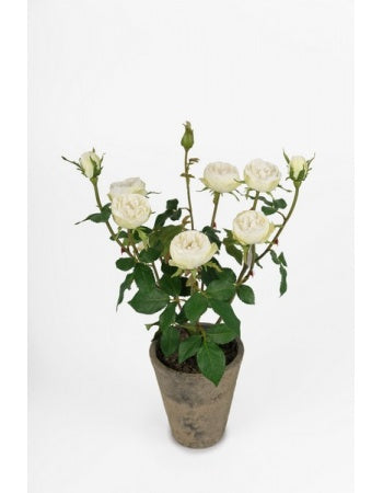Rose pot 45 cm.