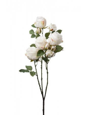 Rose 100 cm. white
