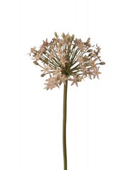 Allium 50 cm. lilla