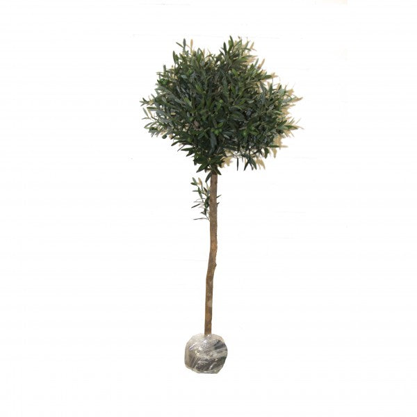 Olive tree, 60 cm