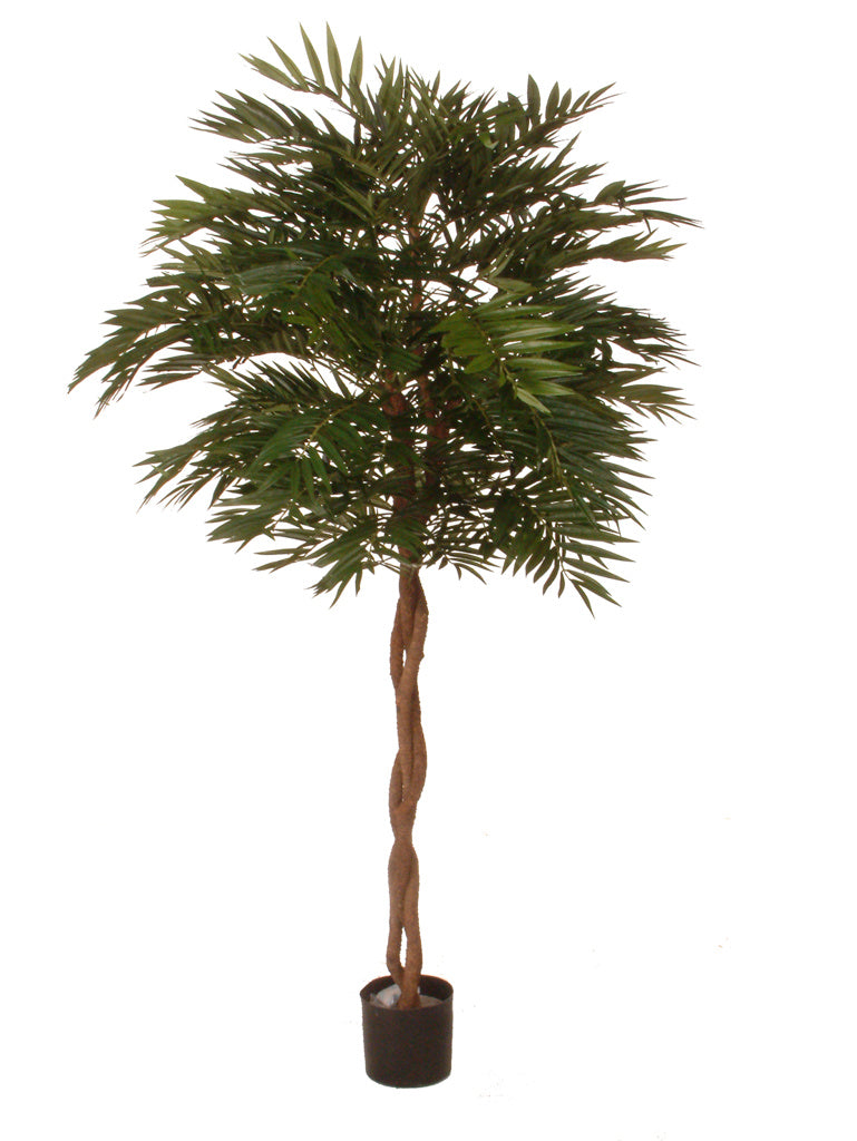 PARLOR PALM TREE W/2480 LVS 180 CM