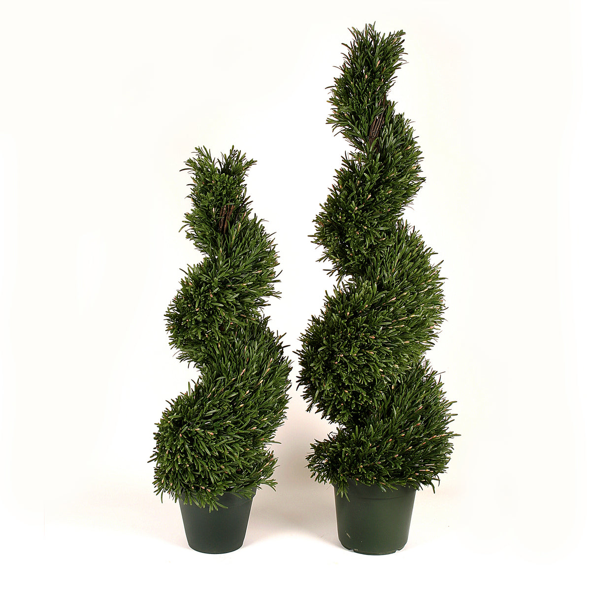 Spiral Rosemary, 150 cm