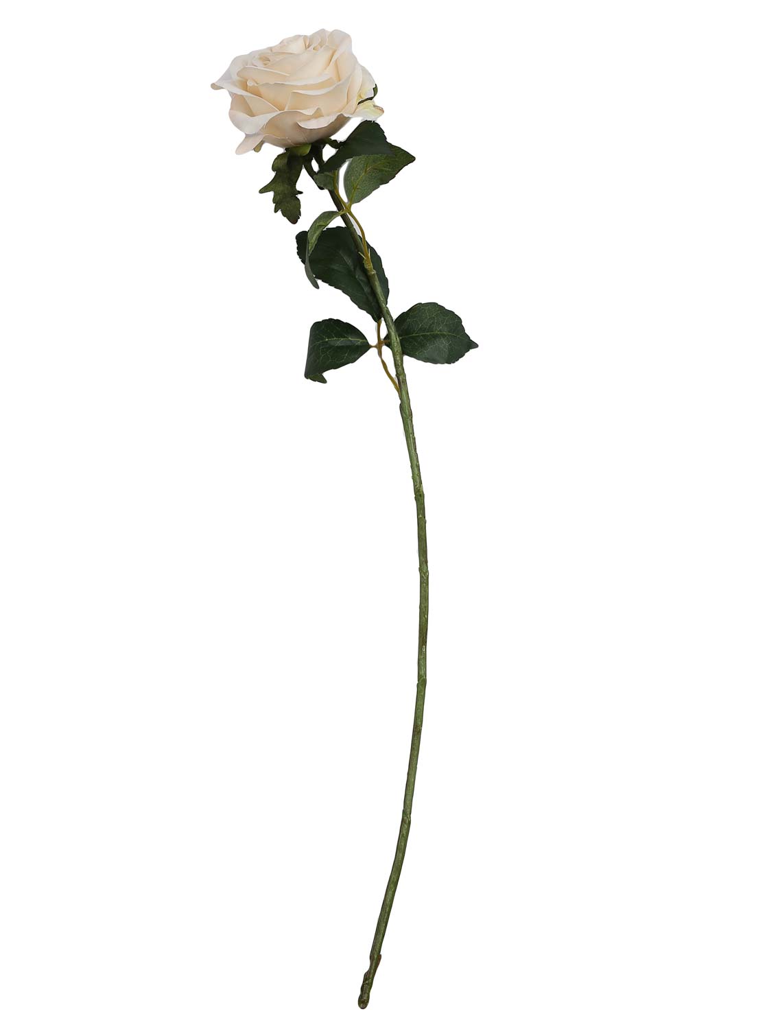 Rose stem with IVS 54