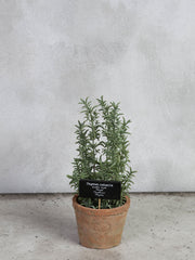 Thyme and AT pot L