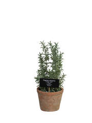 Thyme and AT pot L