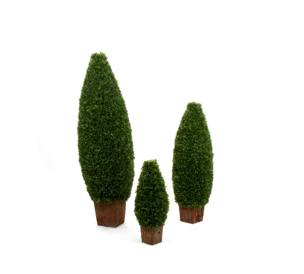 Buchsbaum Zapfenform, 60cm, green