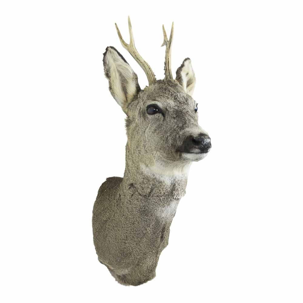 trophy roebuck (capreolus capreolus)