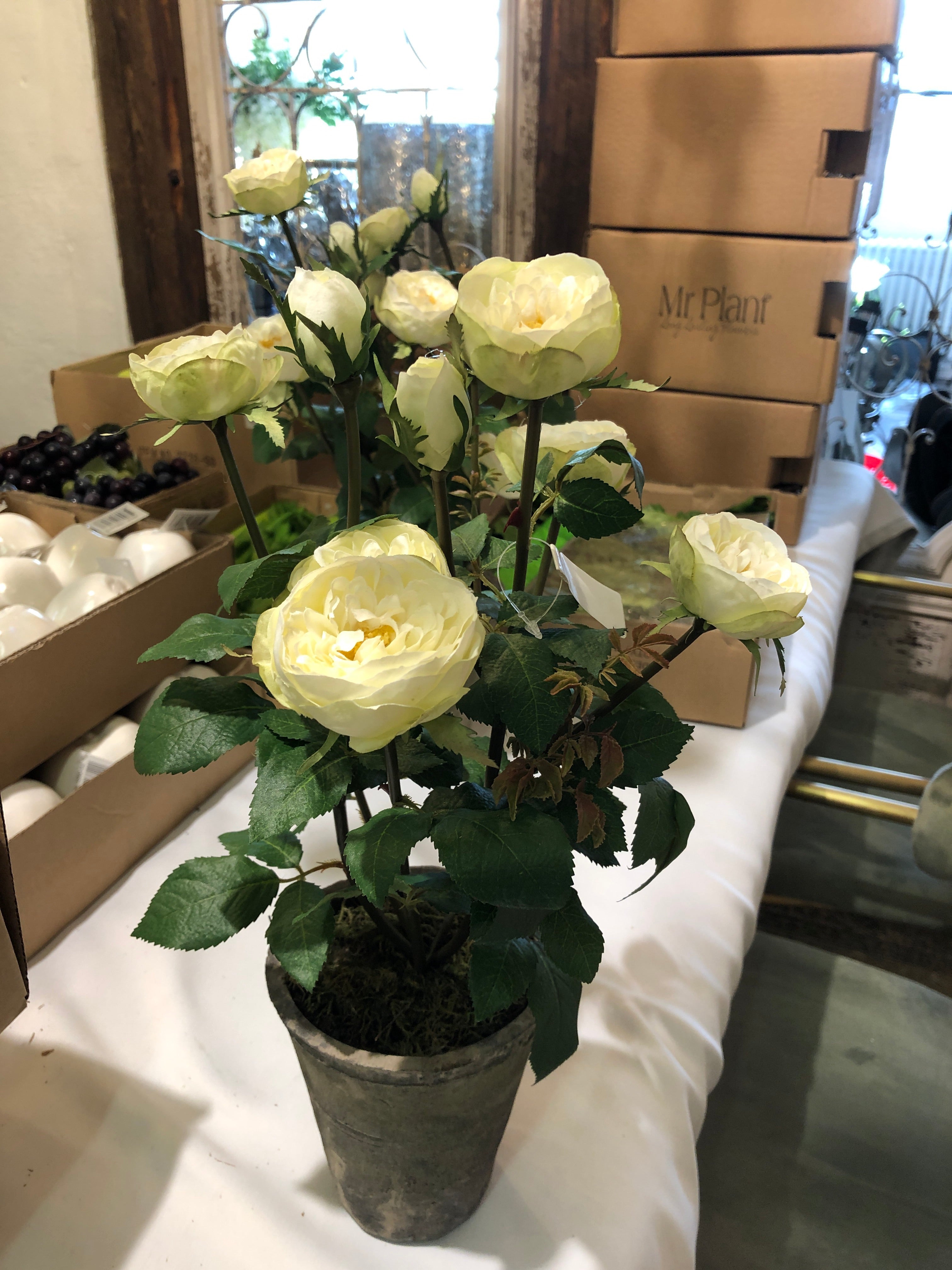 Roses in pot white