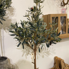 Olive tree large