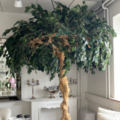 Huge tree in a pot