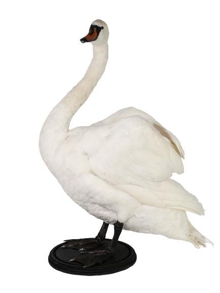Stuffed swan deals