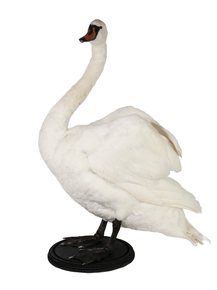 Stuffed swan